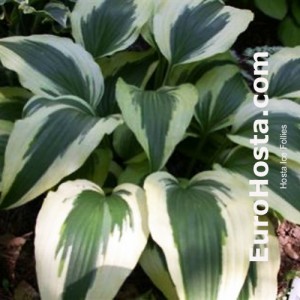 Hosta Ice Follies - Eurohosta