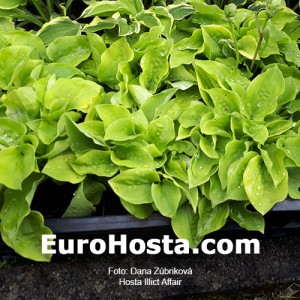 Hosta llicit Affair