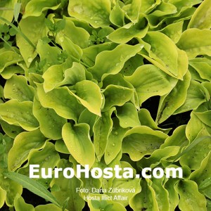 Hosta llicit Affair