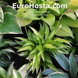 Hosta Inca Gold