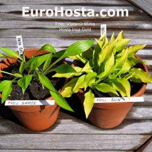 Hosta Inca Gold