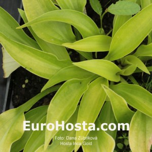 Hosta Inca Gold