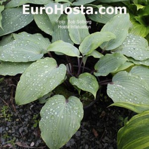 Hosta Infatuation