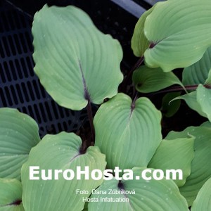 Hosta Infatuation