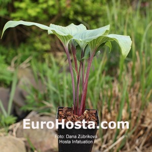 Hosta Infatuation