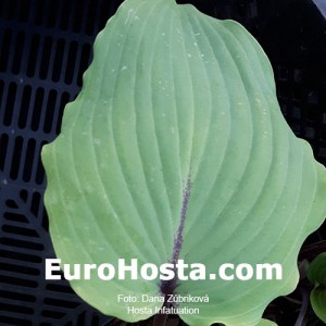 Hosta Infatuation