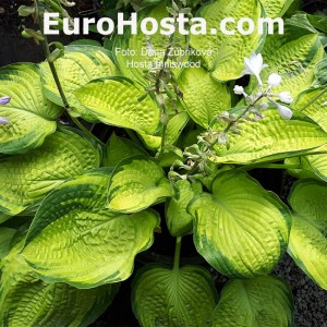 Hosta Inniswood - Eurohosta