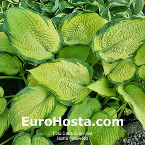 Hosta Inniswood - Eurohosta