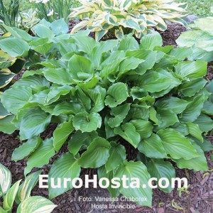 Hosta Invincible - Eurohosta