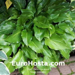 Hosta Invincible - Eurohosta