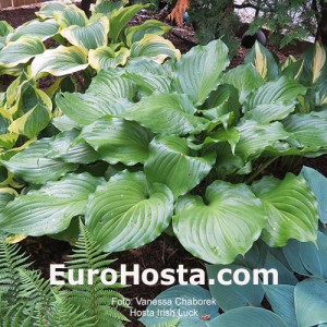 Hosta Irish Luck - Eurohosta