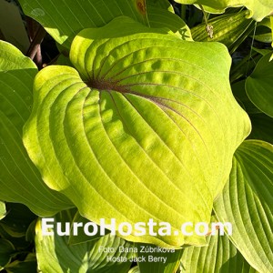 Hosta Jack Berry