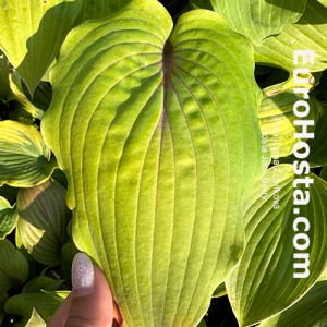 Hosta Jack Berry