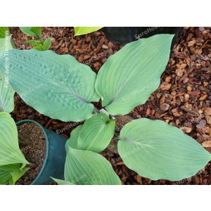 Hosta Jack Berry