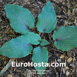 Hosta Jack Berry