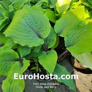 Hosta Jack Berry