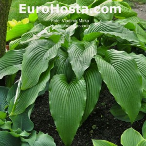 Hosta Jade Cascade - Eurohosta