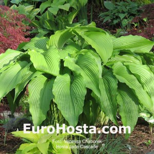 Hosta Jade Cascade - Eurohosta