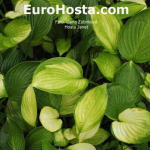 Hosta Janet - Eurohosta