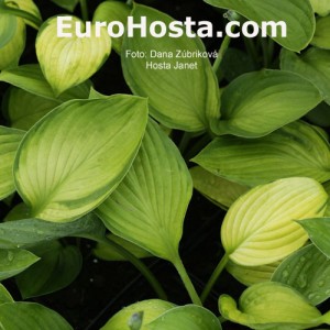 Hosta Janet - Eurohosta