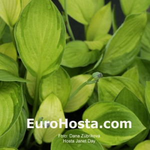 Hosta Janet Day - Eurohosta