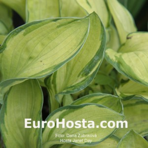 Hosta Janet Day - Eurohosta