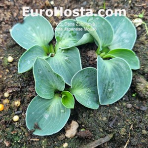 Hosta Japanese Mouse