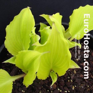 Hosta Jessica Alba