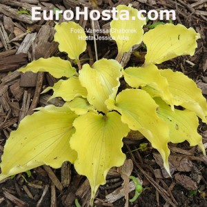 Hosta Jessica Alba