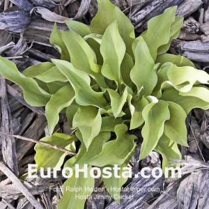 Hosta Jiminy Cricket