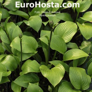 Hosta Joseph - Eurohosta