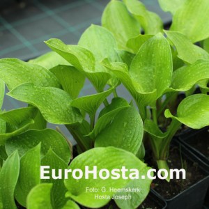 Hosta Joseph - Eurohosta