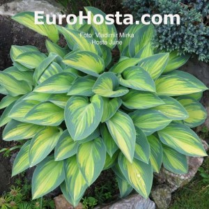 Hosta June - Eurohosta