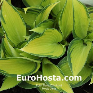 Hosta June - Eurohosta