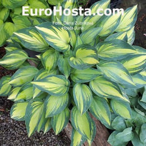 Hosta June - Eurohosta