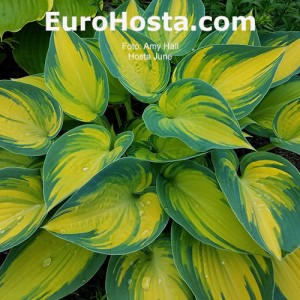 Hosta June - Eurohosta