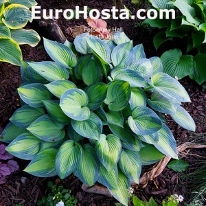 Hosta June - Eurohosta