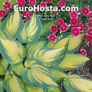 Hosta June - Eurohosta