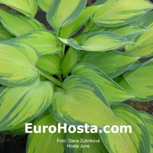 Hosta June - Eurohosta