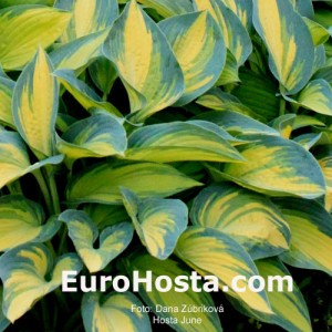 Hosta June - Eurohosta