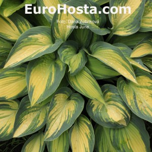 Hosta June - Eurohosta