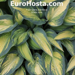 Hosta June - Eurohosta