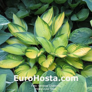 Hosta June Fever - Eurohosta