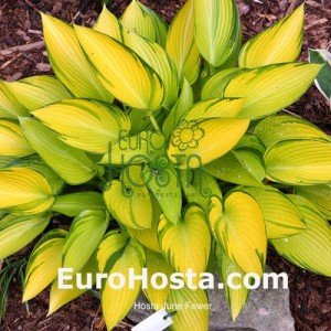 Hosta June Fever - Eurohosta 