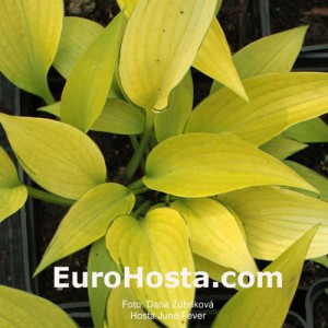 Hosta June Fever - Eurohosta 