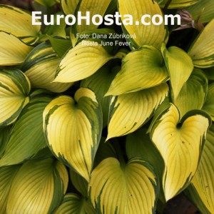 Hosta June Fever - Eurohosta 