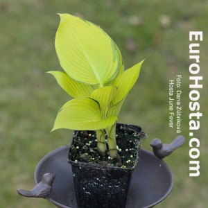 Hosta June Fever - Eurohosta 