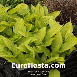 Hosta June Fever - Eurohosta 