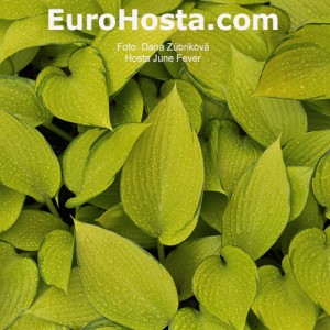 Hosta June Fever - Eurohosta 