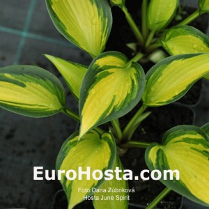 Hosta June Spirit - Eurohosta